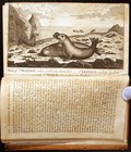 Sea Lions