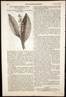 Additional pages